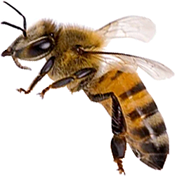 German Honey Bee